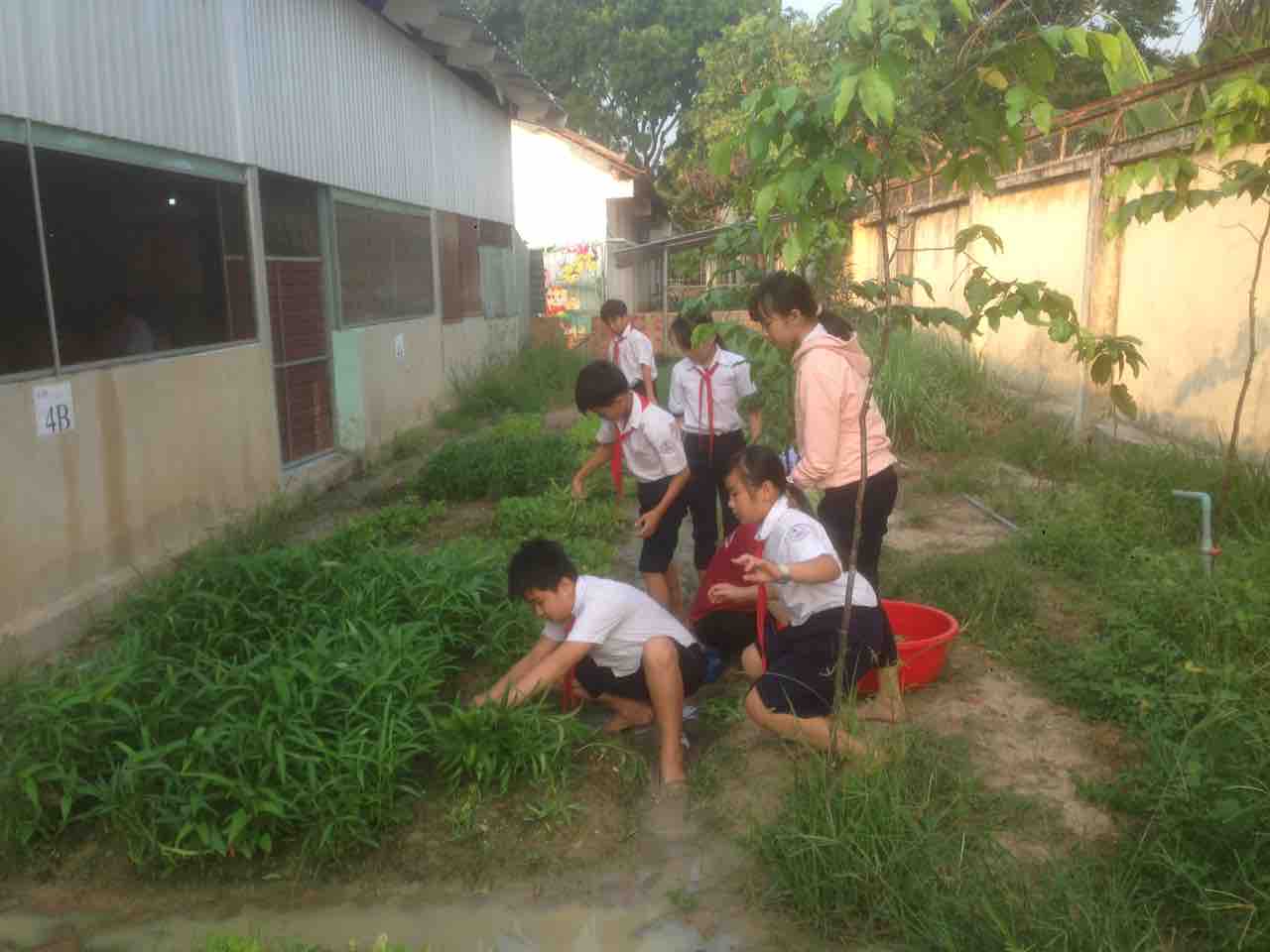 Hoạt động trải nghiệm sáng tạo "Vườn rau trường em" năm học 2018-2019